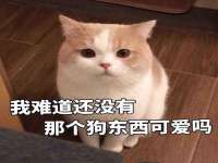 云南中视快运物流有限公司