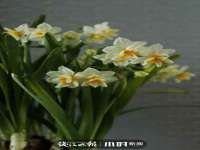 云南中视快运物流有限公司