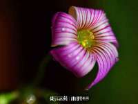 云南中视快运物流有限公司